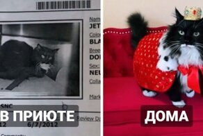 Коты из приютов: снимки до и после обретения семьи