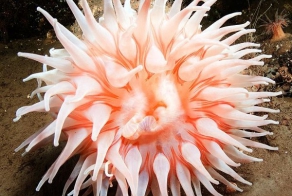 Человек и обитатели Белого моря (40 фото)