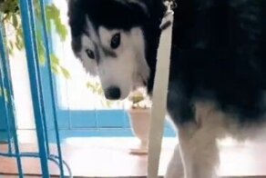 Хитропопый пёс и его внимательная хозяйка