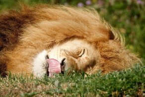 Животные в фотографиях