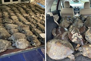 Жители Техаса спасли более 4 000 замерзших морских черепах