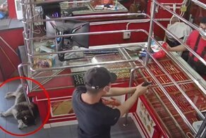 Мужчина дрессировал своего хаски, как охранника магазина, но во время ограбления тот подвёл хозяина