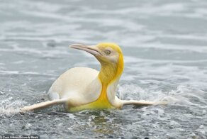 Не такой как все: в Атлантике засняли желтого пингвина 