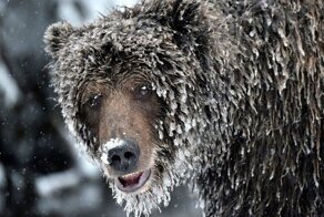 Медведь устроил засаду в яме под клозетом и ждал, с надеждой глядя на круглый проём над головой