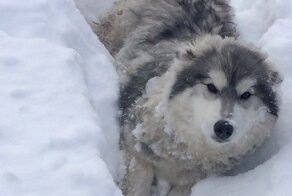 Собака чуть не погибла из-за снежного плена и сломанной лапы