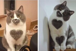 13 милейших фотографий кошек, которые убеждают, что мурлыки в доме просто необходимы