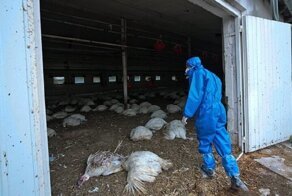 Россияне подхватили грипп у птиц