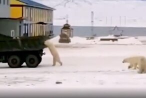 Белые медведи устроили погоню за КамАЗом