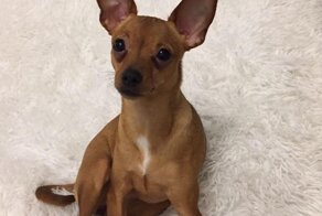 Зита - собачка, которая прожила у меня неделю