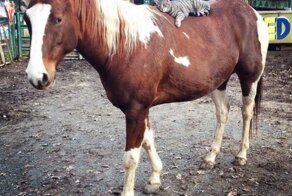 Прикольные фото и картинки