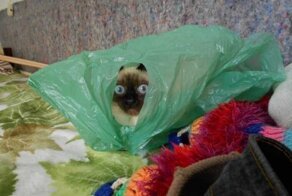 Для поднятия настроения