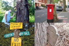 Изголодавшиеся деревья на улицах городов мира (9 фото)