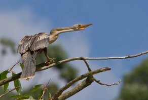 Американская змеешейка: «Сломанная» в 2 местах шея позволяет птице бить настолько мощно, что пробивает рыбу насквозь