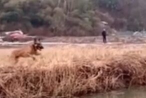 Впечатляющий прыжок бельгийской овчарки