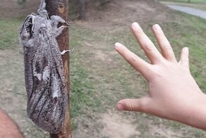 Как выглядит австралийский мотылек размером с человеческую руку