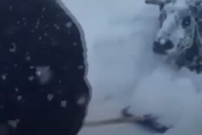 Жителю Дагестана пришлось откапывать свой скот после сильного снегопада