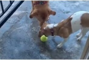 Любимый мячик примерз к луже