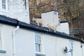 Англичанин удивился козлам на крыше своего дома