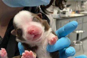 Щенок с 6 лапками и двумя хвостиками