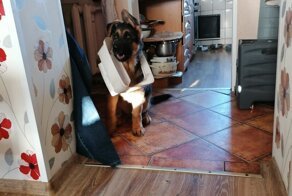 Воспитание собаки