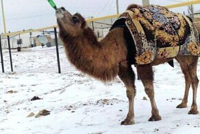 По просторам Казахстана