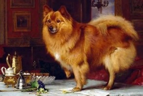 Жучка, Полкан и Тузик: как появились самые популярные в России собачьи клички