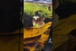 Девушка сыграла в крестики-нолики с рыбкой
