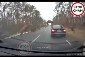ДТП со стадом оленей