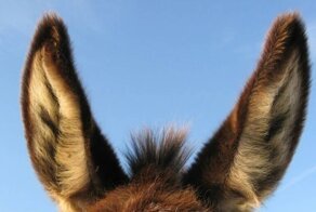 Зачем в Средние века студентам цепляли ослиные уши и кабаньи клыки