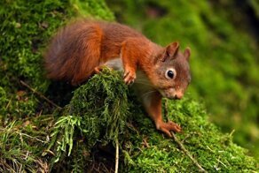 Красная белка: Тайная жизнь белок-каннибалов. Почему именно сытые годы порождают самцов-маньяков?