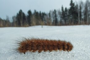 Что за странные гусеницы вылазят зимой из под снега?