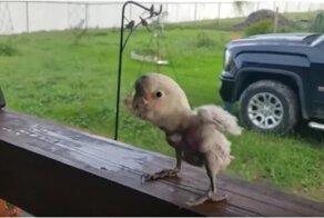 Танец потрепанного жизнью, но неунывающего попугая