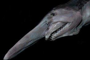 Самые страшные животные современности