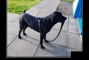 Образ собаки в демотиваторах