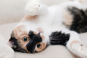 Редкие, необычные и потрясающе эффектные: топ-10 самых красивых кошек в мире