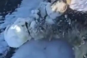 Неравнодушные люди спасли косулю, морда которой стала похожа на ледяную глыбу