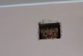 Как достать кота