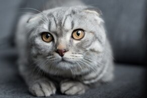 Кошку, решившую прокатиться зайцем, сняли с крыши скоростного поезда
