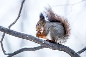 Какие звери живут в московских лесах?