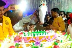 Мужчина  устроил пышный день рождения для своей лошади