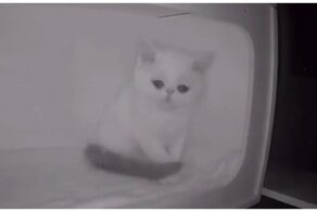 Котенок не смог сдержать слез, когда остался один в приюте