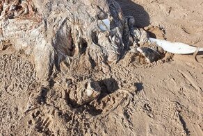 На берег в Британии выбросило 7-метрового морского монстра