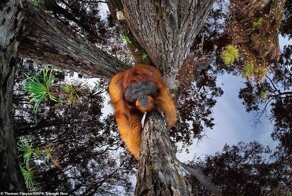 Победители фотоконкурса World Nature Photography Awards