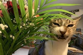 Усатые-полосатые, но совсем не мягкие, не ласковые и не пушистые