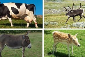 Тигр, жираф и бегемот своей шеи не найдет