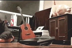 Ох уж эти животные (24 гифки)