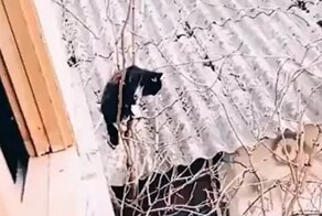 Особо опасный форточник