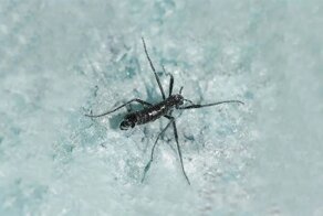 Антарктический комар: Крупнейшее наземное животное Антарктиды. Есть риск, что именно оно погубит Южный полюс