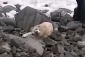 В Приморье найденный на берегу детеныш тюленя умер от стресса по вине людей