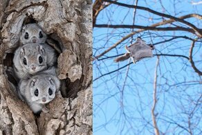 Милые зверьки